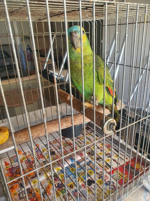 Amazonas Aestiva Xanthoperyx M e F