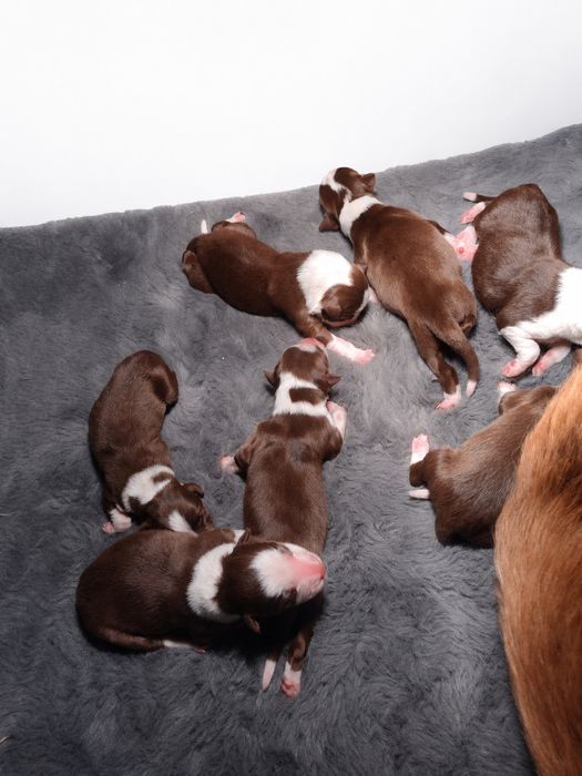 Border Collie Czekoladowo Biała dziewczynka