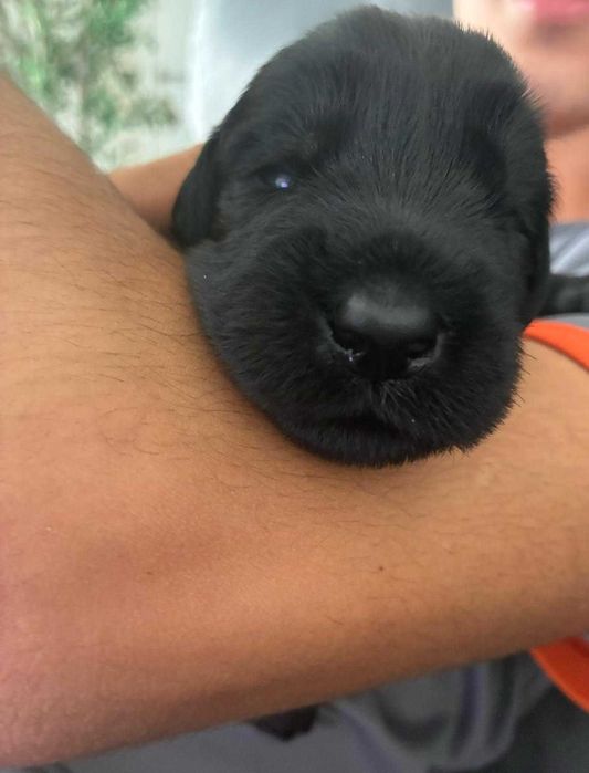 Fêmea Schnauzer Gigante – Criadores Certificado - Excelente Linhagem