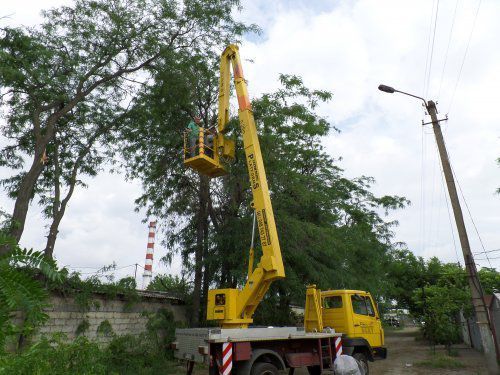 Спилить дерево в Одессе.Пользуйтесь услугами профессионалов.