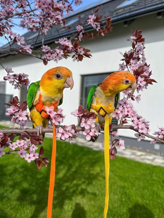 Oryginalne bezpieczne szelki dla papugi xs