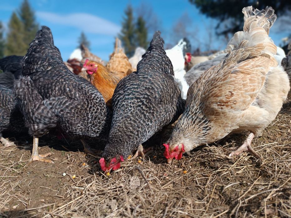 Jaja swojskie ekologiczne