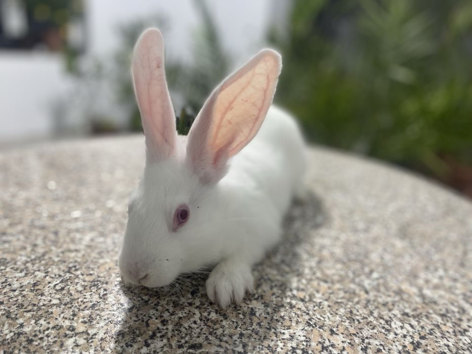 Породисті Білі Кролики Паннон та Міні-кролик з Блакитними Очима