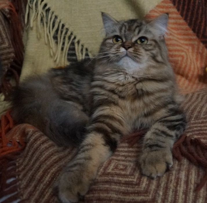 Нарядный хайленд страйт с самым приятным ми-ми-ми характером