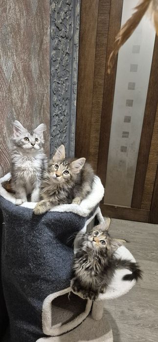 Истинные Мейн куны