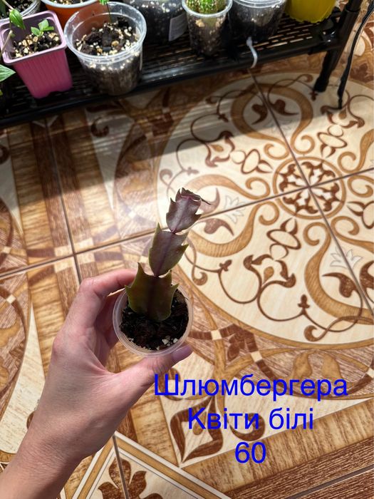 Розпродаю свою колекцію квітів