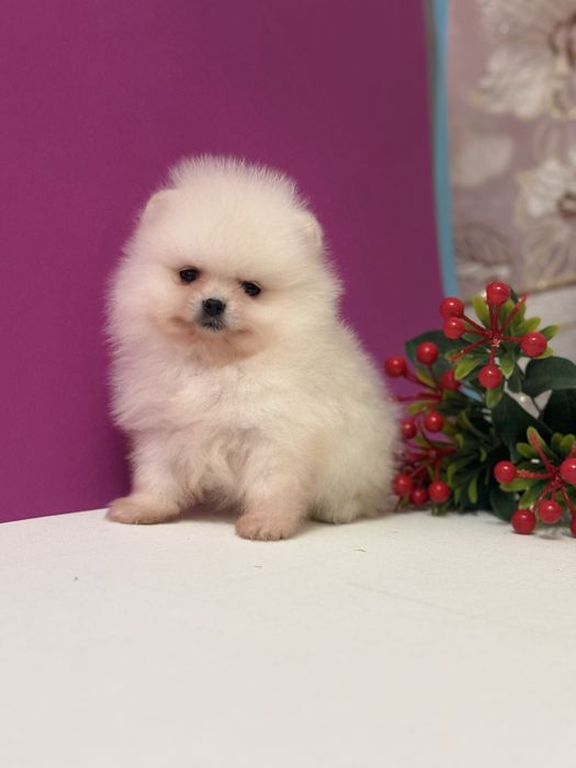 Шикарна дівчина шоу класу