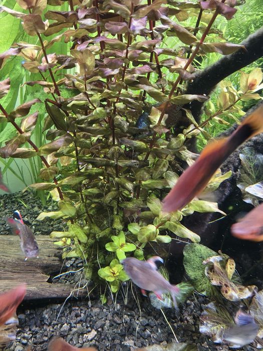 Roślina akwariowa Rotala Macrandra Wspaniała.