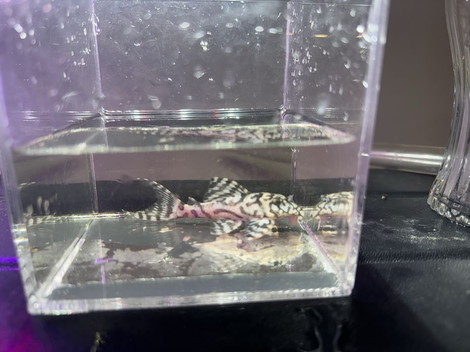 Hypancistrus L236 Super White 3-10cm