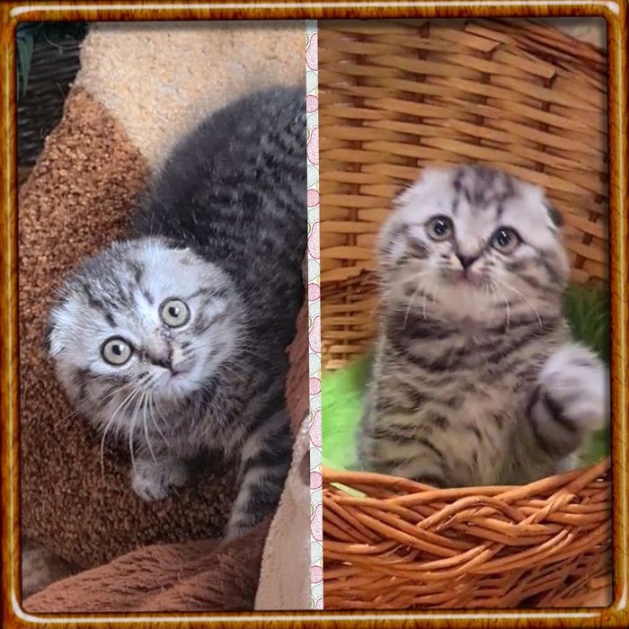 Шикарная Девочка любвиобильная