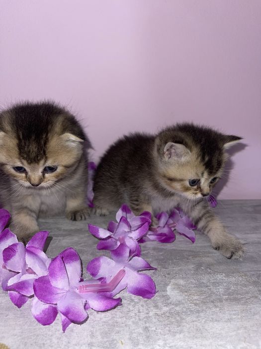 Золота шиншила