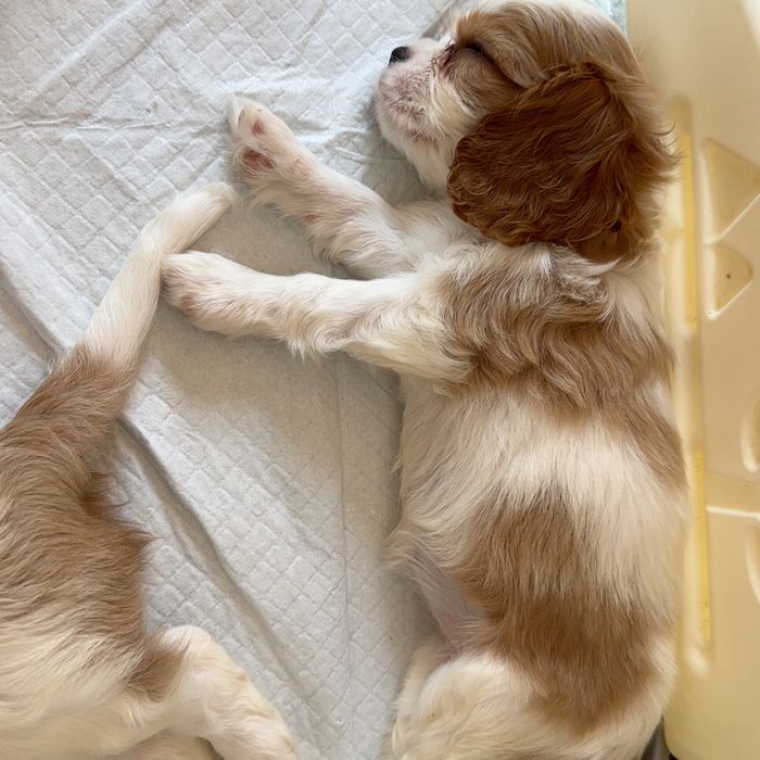 Cavalier King Charles Spaniel Suczka