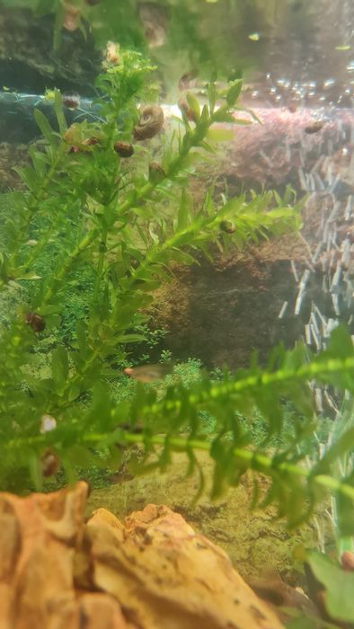 Caracóis de Água Doce