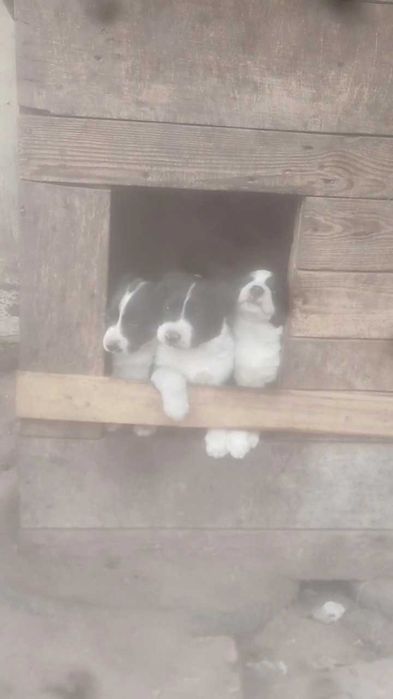 Щенки в хорошие руки