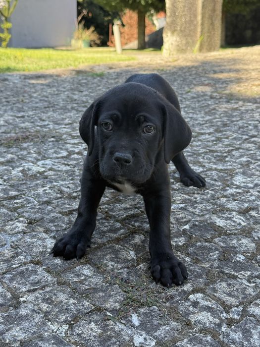Cadela Cane Corso c/ pedigree para venda