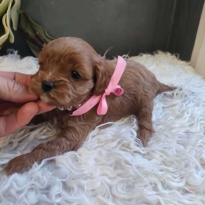 Cavapoo  - cude dziewczyny   do rezerwacji.