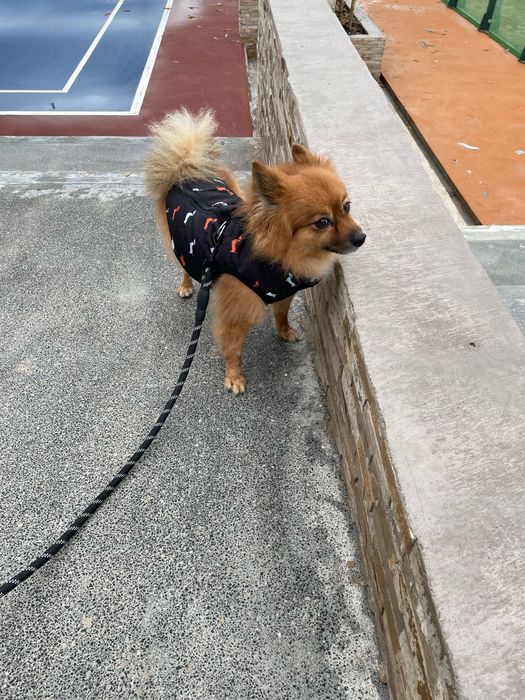 Kit de Roupa para animal  pequeno porte (5 peças)
