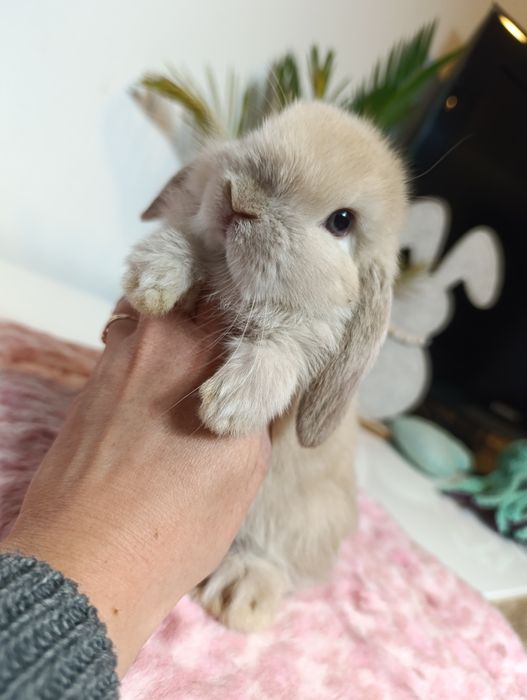 Królik króliczek mini lop hodowla zarejestrowana