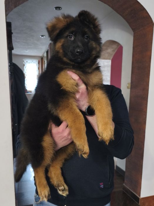 Owczarek niemiecki długowłosy SUCZKA gotowa do odbioru