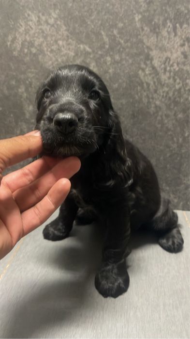 Cocker Spaniel femea 2 meses