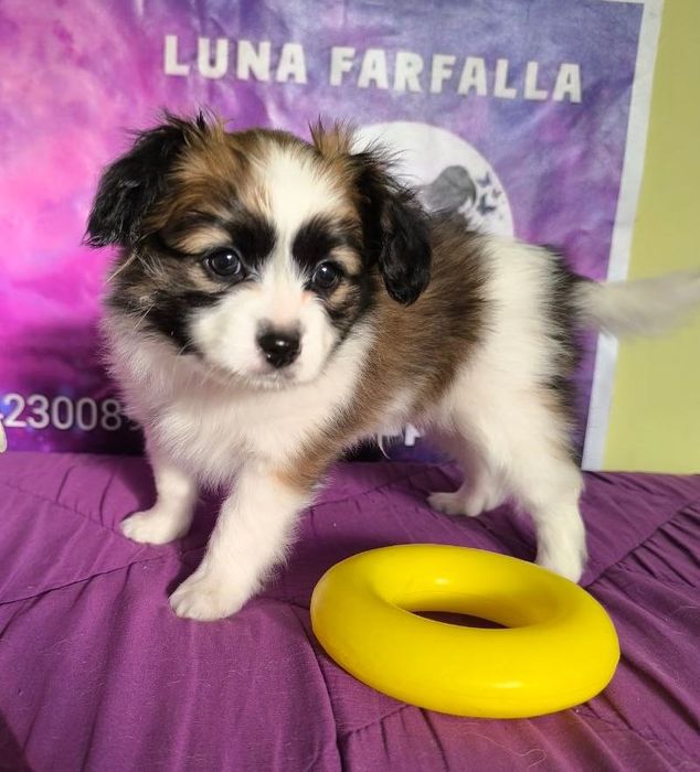 Папійон фален Рафаель цуценя континентальний той спаніель