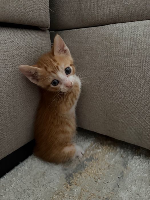 Gatos bebe para adoção