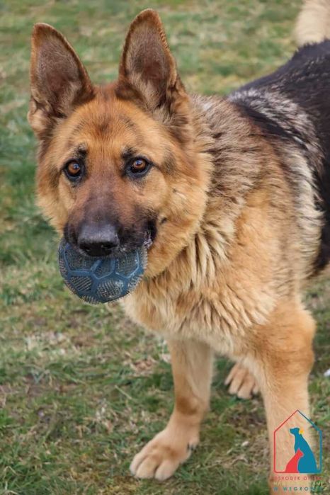 Śliczna sunia owczarka niem. - spokojna, łagodna, cicha - pokochaj