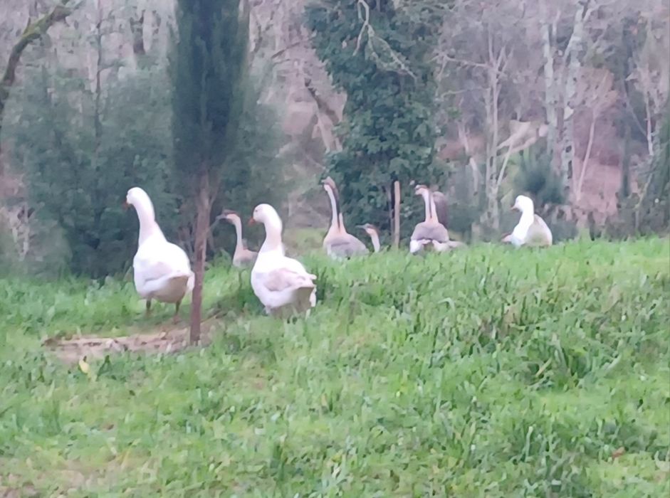 Gansos Guiné  e normais