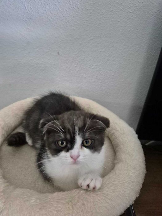 Gatinho "Scotish Fold"