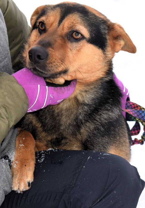 Figaro wrażliwy, kochany pies