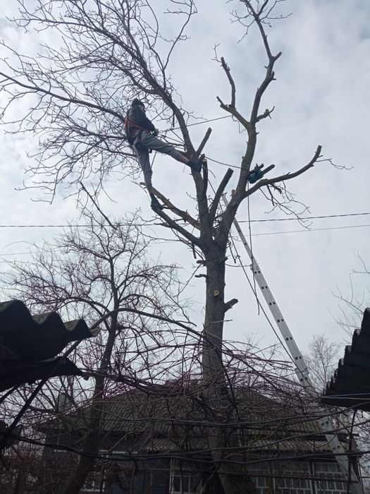 Спил дерев, валка дерев, розпил, обрізання гілок