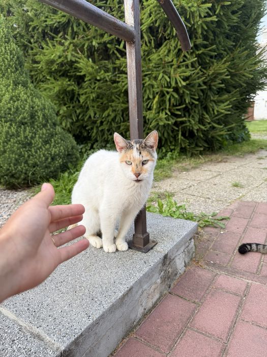 Błagamy o dom dla tej kotki!