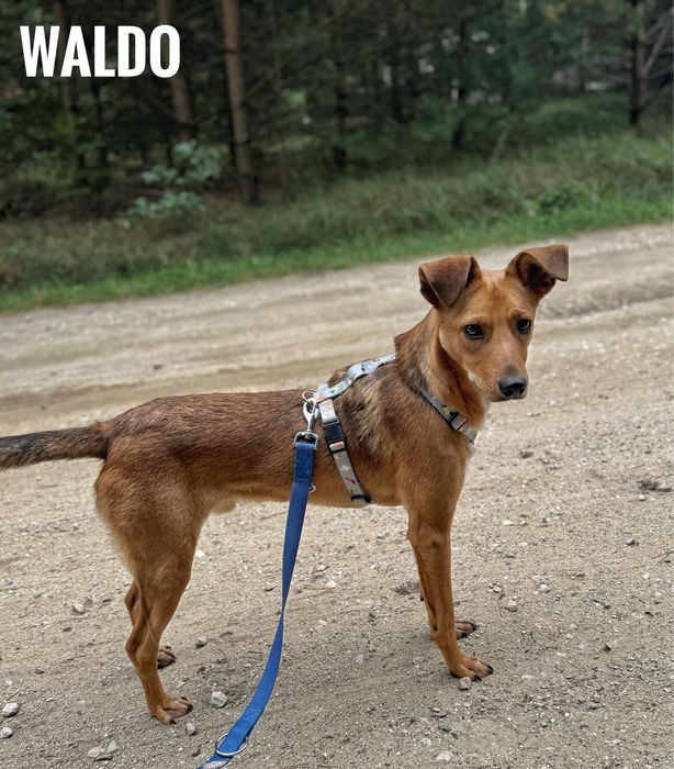 10 miesieczny Waldo szuka domu, adopcja