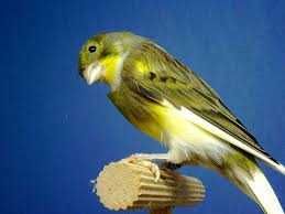 Vendo canários escuros