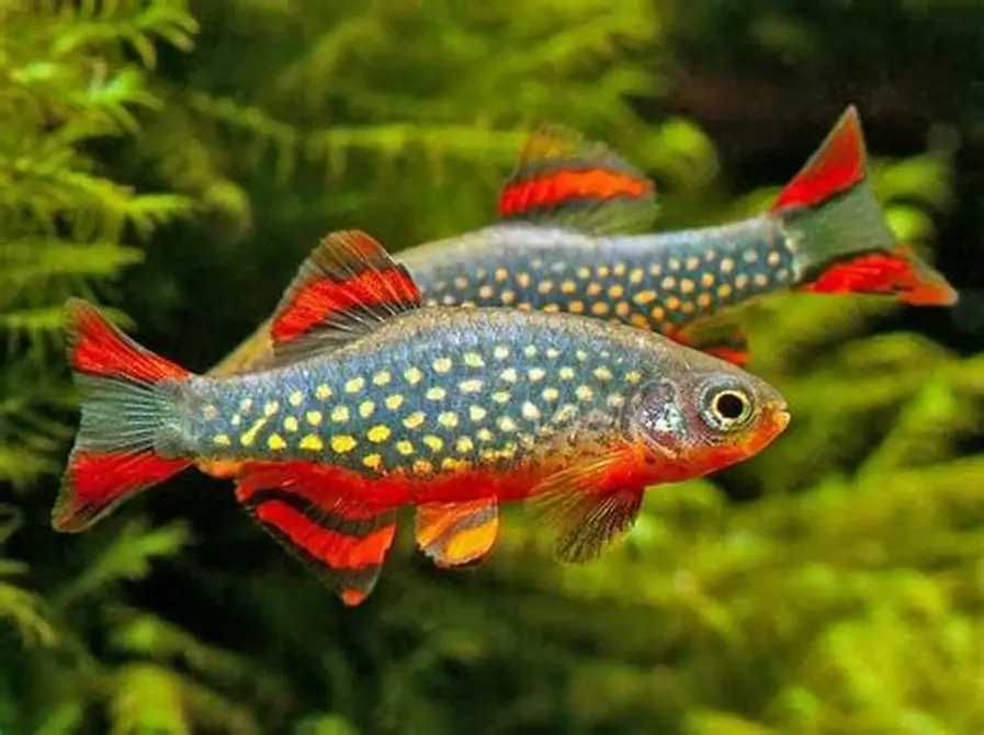 Rozbora galaxy - Danio margaritatus