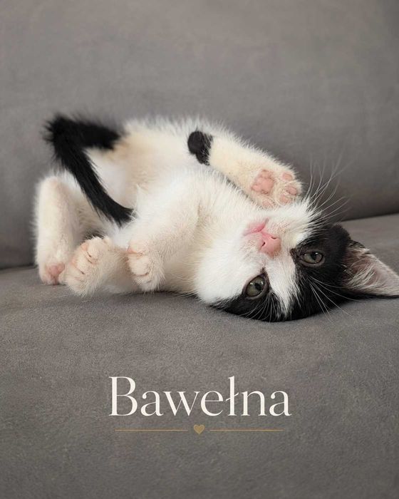 Kociaczki do adopcji!
