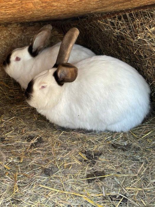 Кролі каліфорнія