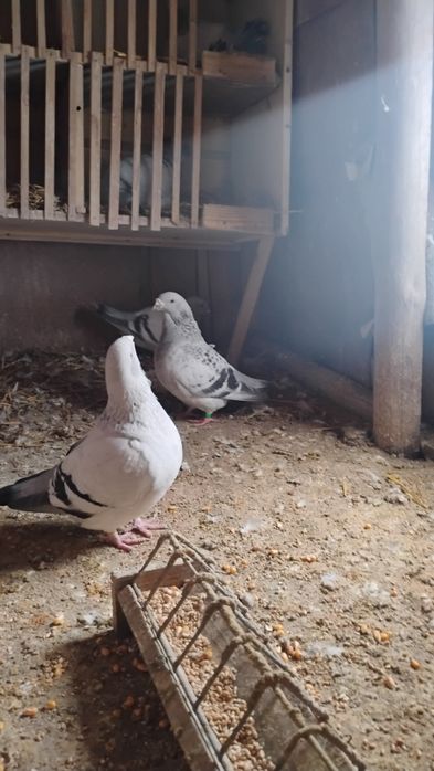 Standardy pary samiec samica