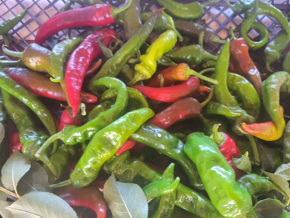 Перець гострий маринований