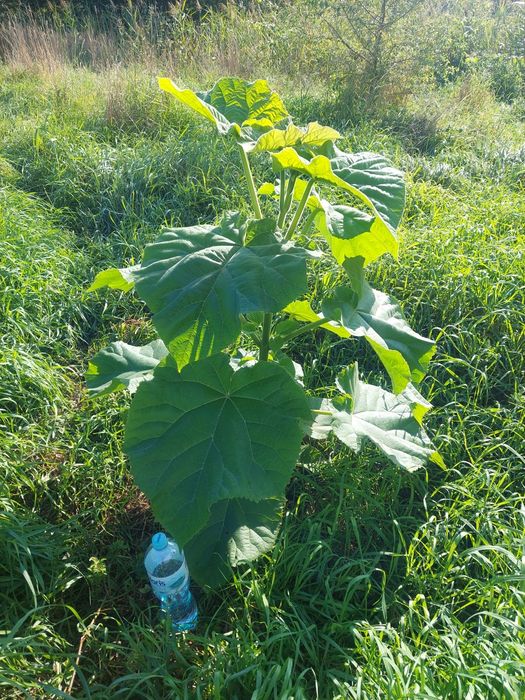 Sadzonki drzewo tlenowe paulownia oxytree, gratis system nawadniający