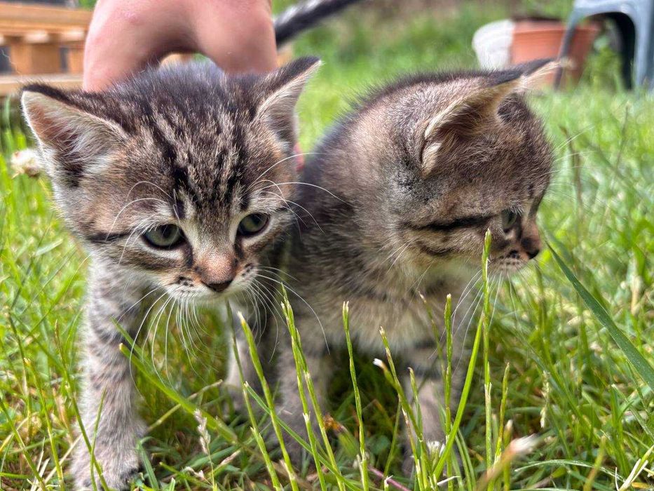 Віддам  котиків!!!Малята шукають дім!!!ДОСТАВКА! Косів,Косівський район