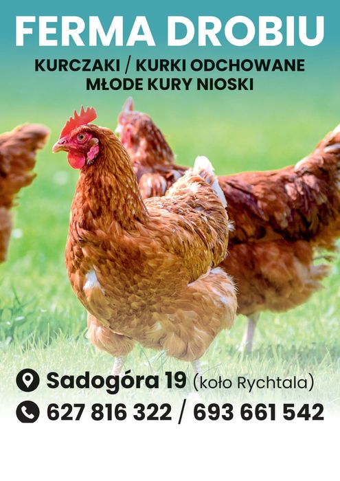 Sprzedam kurczaki ,pisklaki , kury nioski