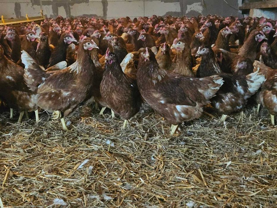 Kury kokoszki nioski Tetra brązowa odchowane transport Gratis