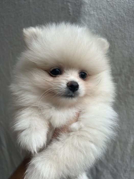 KOKOS szpic miniaturowy pomeranian samiec
