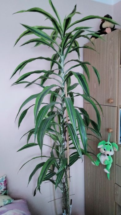 Dracena wonna duża