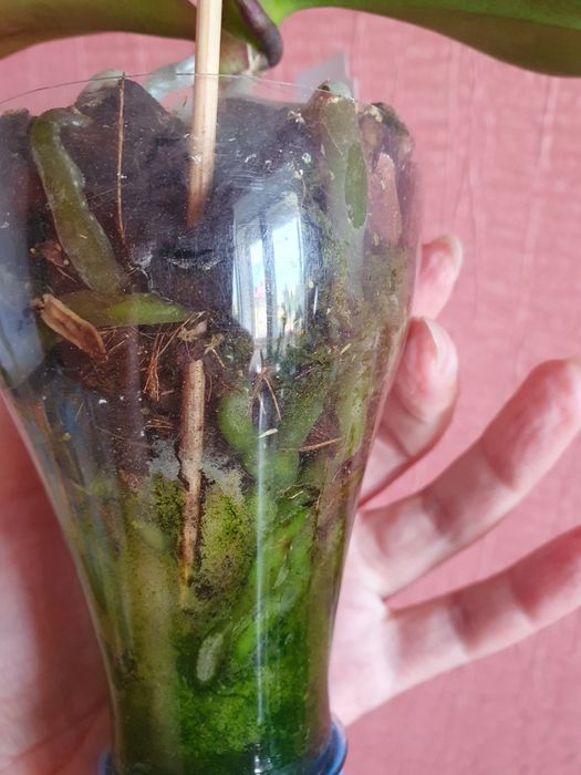 Орхидея 777 или РF 5210 Little Gem Stripes