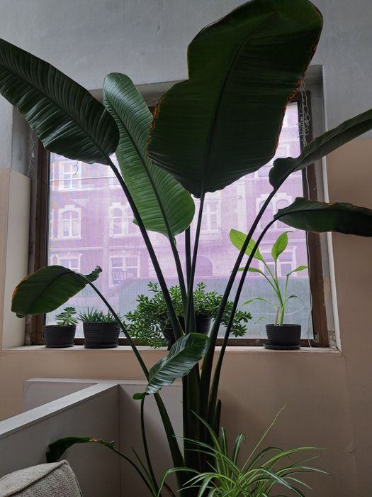 Strelicja nicolai 280 cm