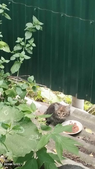Віддам у добрі руки кошенят