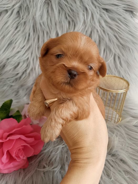Przepiękna suczka rasy Shih-Tzu szuka domku