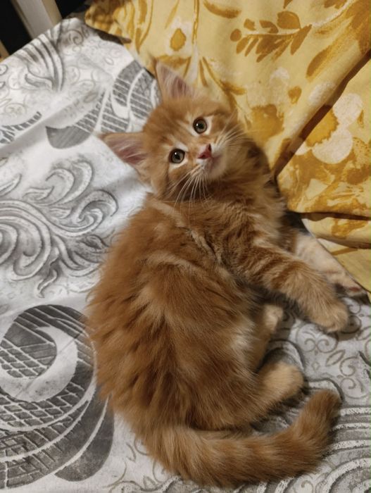 Продаж котят Мейн-кун